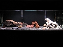 FishTanks_Oct2010 (13)